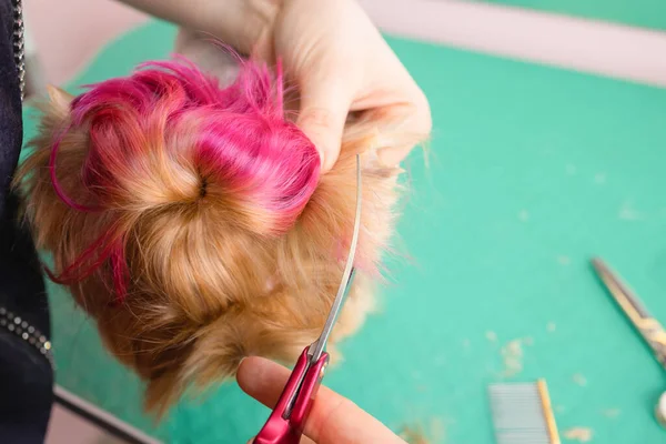 Йоркширський тер'єр розрізає волосся в громері . — стокове фото