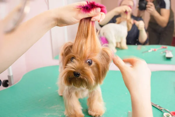 Yorkshire terrier att få sitt hår klippt vid groomer. — Stockfoto