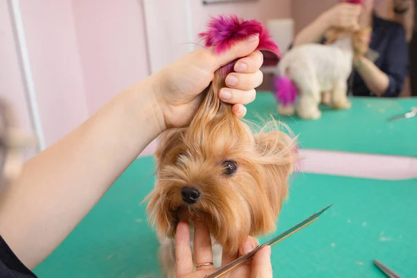 Yorkshire terrier att få sitt hår klippt vid groomer. — Stockfoto