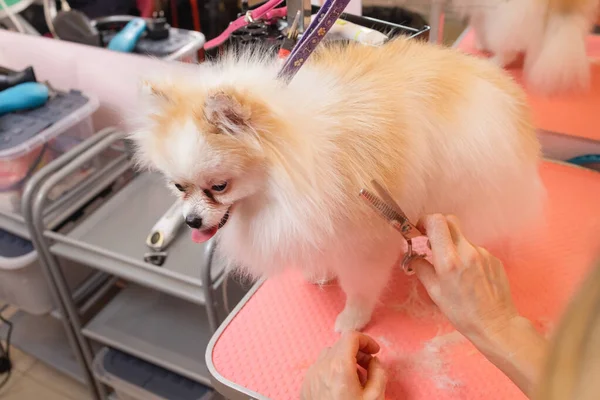 Yorkshire terrier conseguir su corte de pelo en el peluquero. —  Fotos de Stock