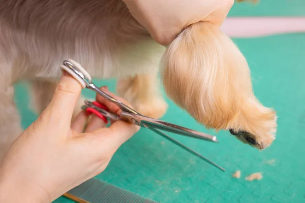 Yorkshire terrier ottenere il suo taglio di capelli al toelettatore. — Foto Stock