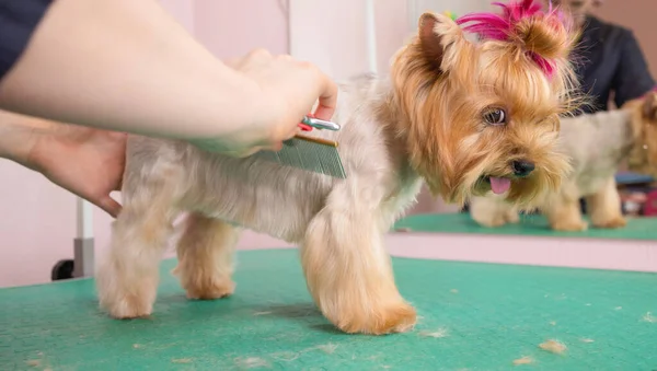 Yorkshire terrier att få sitt hår klippt vid groomer. — Stockfoto