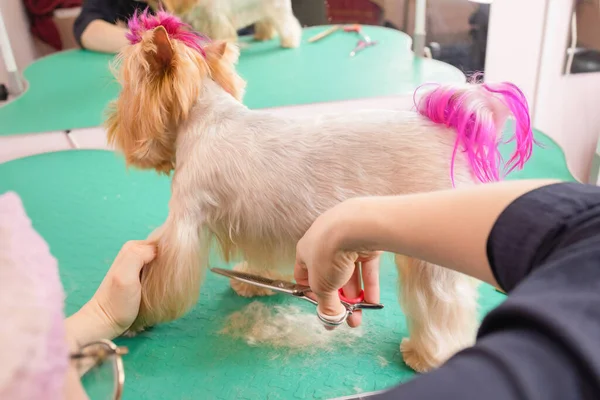 Yorkshire terrier conseguir su corte de pelo en el peluquero. —  Fotos de Stock