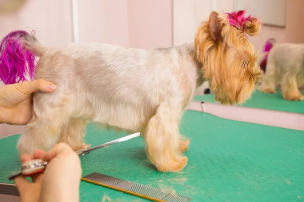 约克郡的宠物狗在美容师面前理发. — 图库照片