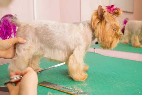 Yorkshire terrier att få sitt hår klippt vid groomer. — Stockfoto