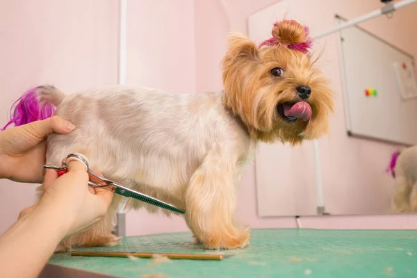 Yorkshire terrier conseguir su corte de pelo en el peluquero. —  Fotos de Stock