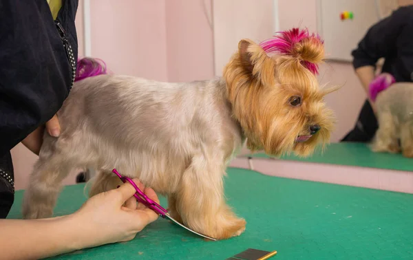 Yorkshire terrier att få sitt hår klippt vid groomer. — Stockfoto