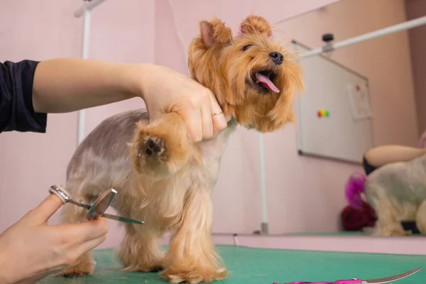 Yorkshire terrier levágatja a haját a fodrásznál.. — Stock Fotó