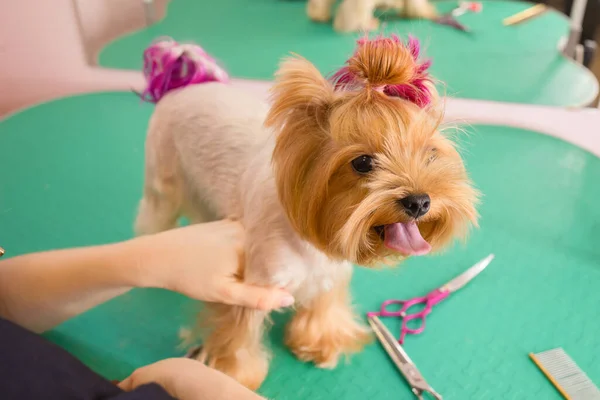 Yorkshire terrier att få sitt hår klippt vid groomer. — Stockfoto