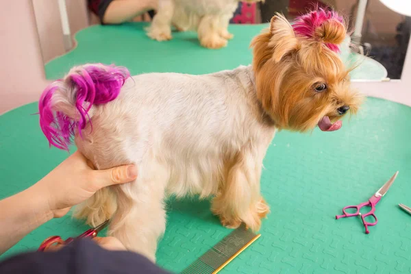 Yorkshire terrier conseguir su corte de pelo en el peluquero. —  Fotos de Stock