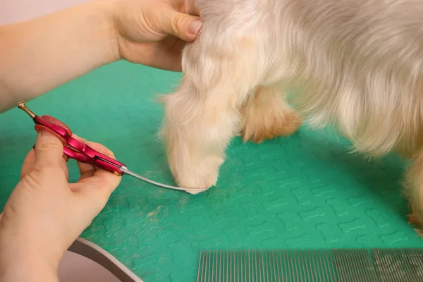 Yorkshire terrier ottenere il suo taglio di capelli al toelettatore. — Foto Stock