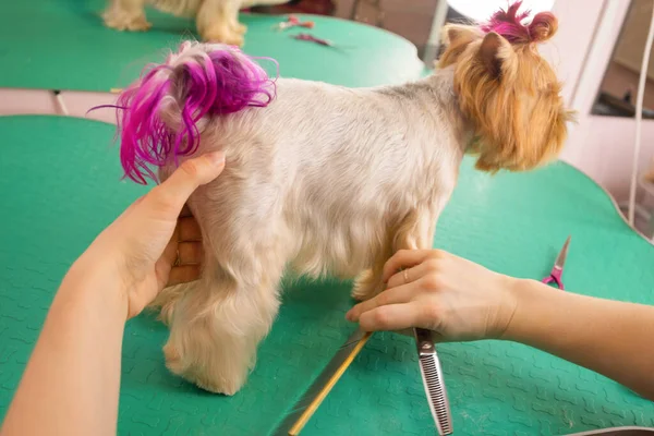 Yorkshire terrier att få sitt hår klippt vid groomer. — Stockfoto