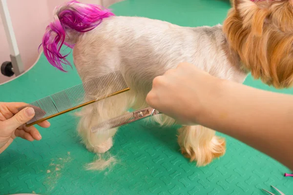 Yorkshire terrier att få sitt hår klippt vid groomer. — Stockfoto