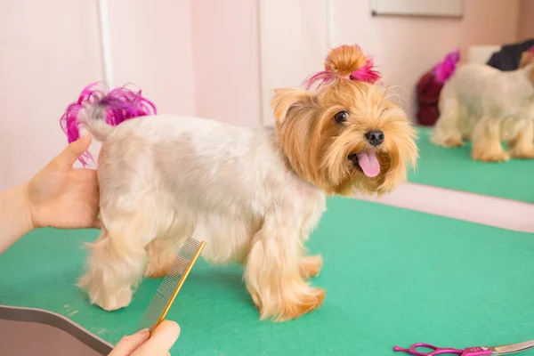 Yorkshire terrier att få sitt hår klippt vid groomer. — Stockfoto