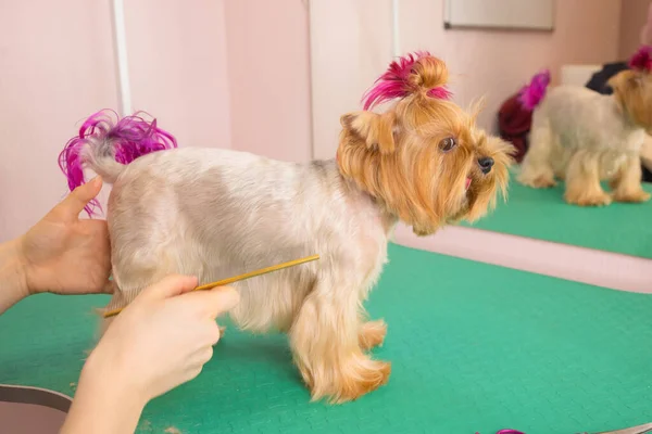 Yorkshire terrier conseguir su corte de pelo en el peluquero. —  Fotos de Stock