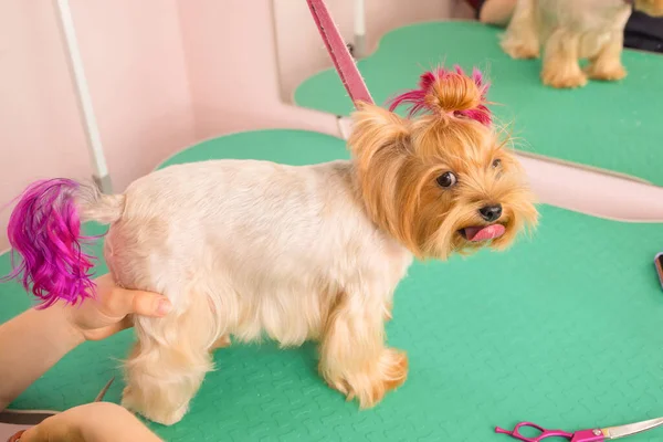 Yorkshire terrier att få sitt hår klippt vid groomer. — Stockfoto