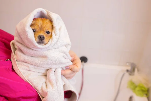 Fare il bagno a un cane nel bagno sotto la doccia. Curare gli animali, toelettatura, asciugatura e styling cani, pettinatura lana. Curare tagli di padrone e radersi, si prende cura di un cane. — Foto Stock