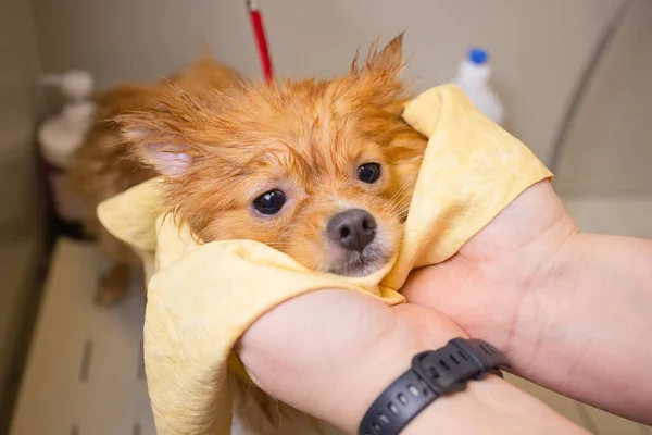 A banhar um cão na casa de banho debaixo do chuveiro. Animais de aliciamento, aliciamento, secagem e styling cães, pentear lã. Arrumar cortes mestre e barbas, cuida de um cão. — Fotografia de Stock