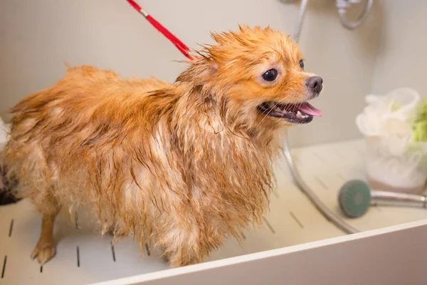 Fare il bagno a un cane nel bagno sotto la doccia. Curare gli animali, toelettatura, asciugatura e styling cani, pettinatura lana. Curare tagli di padrone e radersi, si prende cura di un cane. — Foto Stock