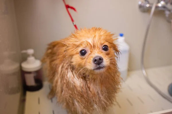 Fare il bagno a un cane nel bagno sotto la doccia. Curare gli animali, toelettatura, asciugatura e styling cani, pettinatura lana. Curare tagli di padrone e radersi, si prende cura di un cane. — Foto Stock