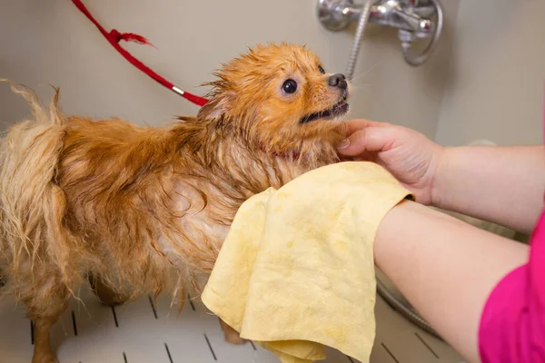 A banhar um cão na casa de banho debaixo do chuveiro. Animais de aliciamento, aliciamento, secagem e styling cães, pentear lã. Arrumar cortes mestre e barbas, cuida de um cão. — Fotografia de Stock