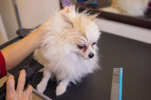 Köpekleri tımar eden Spitz Pomeranian kulübede. — Stok fotoğraf