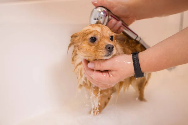 A banhar um cão na casa de banho debaixo do chuveiro. Animais de aliciamento, aliciamento, secagem e styling cães, pentear lã. Arrumar cortes mestre e barbas, cuida de um cão. — Fotografia de Stock