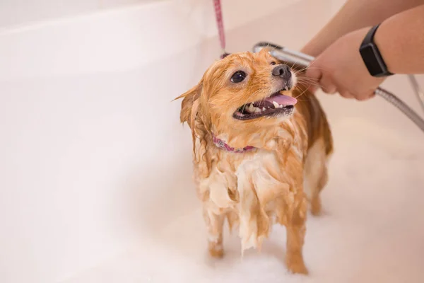 Bathing a dog in the bathroom under the shower. Grooming animals, grooming, drying and styling dogs, combing wool. Grooming master cuts and shaves, cares for a dog.