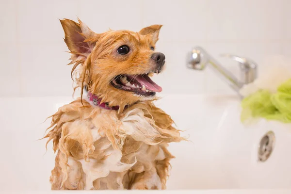 Baigner un chien dans la salle de bain sous la douche. toilettage des animaux, toilettage, séchage et coiffage des chiens, peignage de la laine. Le toilettage maître coupe et se rase, prend soin d'un chien. — Photo