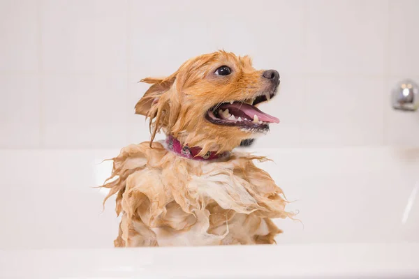 Baigner un chien dans la salle de bain sous la douche. toilettage des animaux, toilettage, séchage et coiffage des chiens, peignage de la laine. Le toilettage maître coupe et se rase, prend soin d'un chien. — Photo