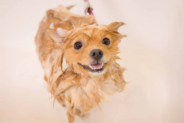 Bathing a dog in the bathroom under the shower. Grooming animals, grooming, drying and styling dogs, combing wool. Grooming master cuts and shaves, cares for a dog.