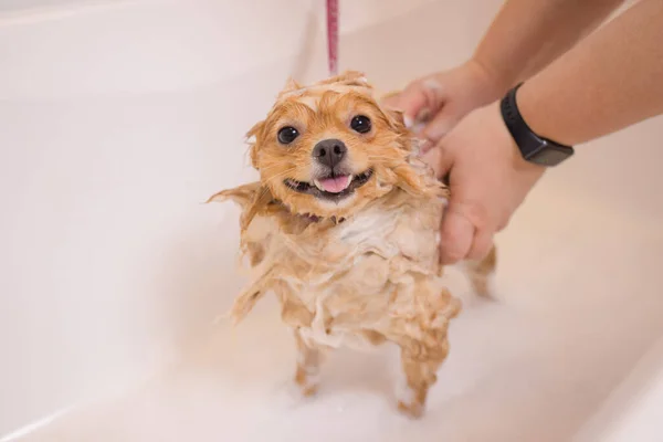 A banhar um cão na casa de banho debaixo do chuveiro. Animais de aliciamento, aliciamento, secagem e styling cães, pentear lã. Arrumar cortes mestre e barbas, cuida de um cão. — Fotografia de Stock