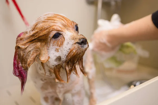 Lavaggio terrier yorkshire di fronte parrucchiere professionista taglio di capelli. lavaggio del cane prima della tosatura . — Foto Stock