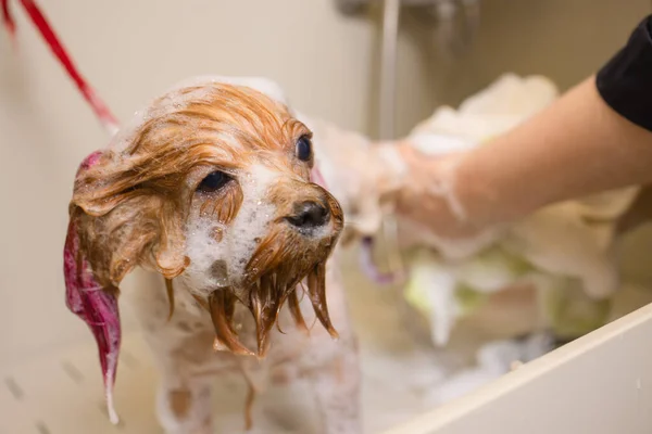 Lavage terrier yorkshire devant coiffeur professionnel de coupe de cheveux. lavage de chien avant cisaillement . — Photo