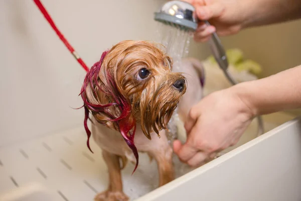 Lavaggio terrier yorkshire di fronte parrucchiere professionista taglio di capelli. lavaggio del cane prima della tosatura . — Foto Stock