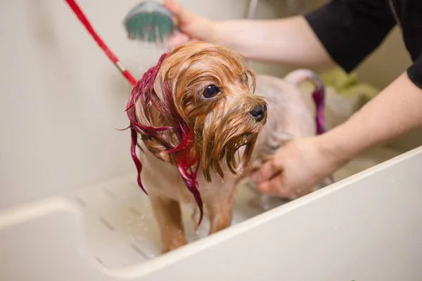 Lavage terrier yorkshire devant coiffeur professionnel de coupe de cheveux. lavage de chien avant cisaillement . — Photo