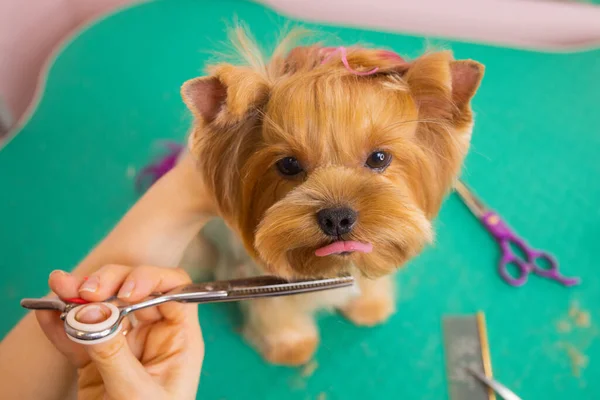 Yorkshire terrier se faire couper les cheveux au toiletteur. Photos De Stock Libres De Droits