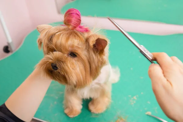 Yorkshire terrier recebendo seu cabelo cortado no groomer. Imagens Royalty-Free