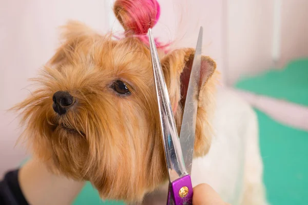 Yorkshire terrier recebendo seu cabelo cortado no groomer. Fotografias De Stock Royalty-Free