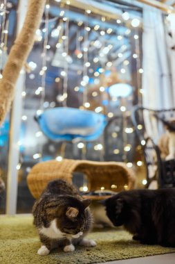 Kedilerin evindeki beyaz ve gri kedi sağa bakıyor..