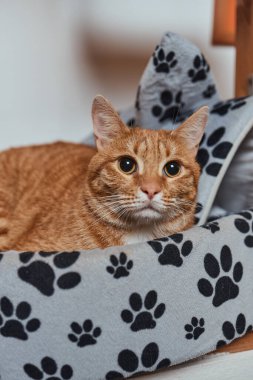 Kedilerin evindeki beyaz ve gri kedi sağa bakıyor..