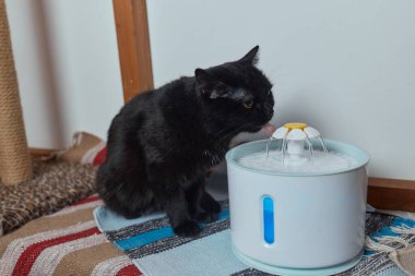 Otomatik makinede kedi içme suyu yakın plan.