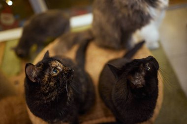 kedi arka ayakları üzerinde duran, gıda sorar.