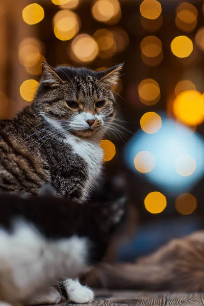 크리스마스 고양이. 축제의 붉은 배경에 크리스마스 빛 복장을 한 고양이의 모습. — 스톡 사진