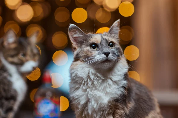 크리스마스 고양이. 축제의 붉은 배경에 크리스마스 빛 복장을 한 고양이의 모습. — 스톡 사진