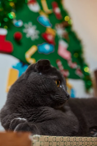 Noel kedisi. Noel ışıklarıyla çizgili portre çizgili kedi yavrusu. Kırmızı arka planda çelenk.. — Stok fotoğraf