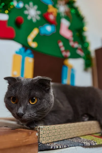 Vánoční kočka. Portrét pruhované kotě s vánoční světla girland na slavnostním červeném pozadí. — Stock fotografie