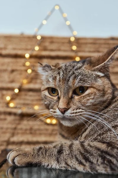 크리스마스 고양이. 축제의 붉은 배경에 크리스마스 빛 복장을 한 고양이의 모습. — 스톡 사진