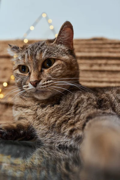 Gato de Natal. Gatinho listrado retrato com luzes de Natal guirlanda no fundo vermelho festivo. — Fotografia de Stock