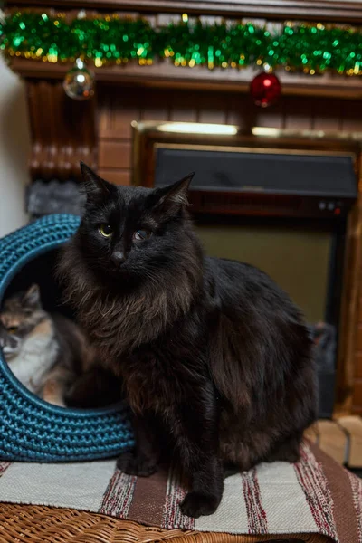 Weiße und graue Katze im Katzenhaus auf dem Boden mit Blick nach rechts. — Stockfoto